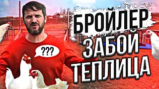 Выращивание бройлера, забой до 45 суток, бизнес на бройлере на своём участке, бройлер как бизнес.