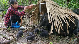 30 days of caring for mother pigs to lay on the farm | farm construction / Bàn Thị Diết