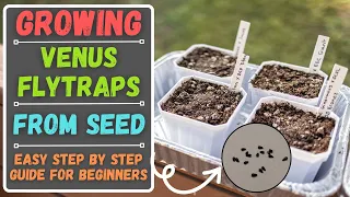 Growing Venus Flytraps From Seed For Beginners - Easy Step By Step Guide