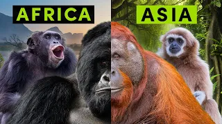 All 4 Types of Non-Human Ape - A Detailed Comparison