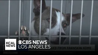 50 dogs rescued from Fawnskin home