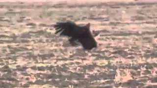 golden eagle catches deer