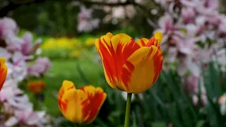 Чим підживлювати нарциси і тюльпани навесні для пишного квітіння