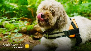 This Truffle Dog is Facing a Really Challenging Truffle Hunt | Smithsonian Channel