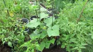 Growing Vertical Cucumbers in Sunken Containers with Tomato Cages - The Rusted Garden 2013