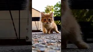 baby cats -cute and funny cat videos compilation #157/aww animals