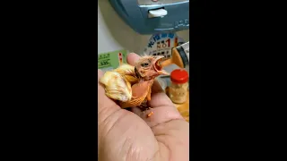 Hand Feeding Canary Baby Day 16