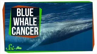 Why Don't All Blue Whales Have Cancer?