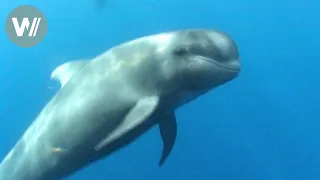 Wale vor Teneriffa | Sehnsucht nach Meer - Geschichten von Menschen und Tieren (Folge 10)
