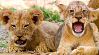 Adorable Lion Moments | Top 5 | BBC Earth