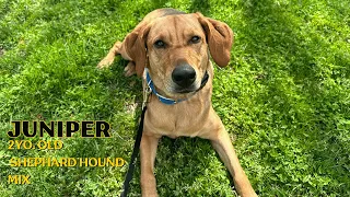 JUNIPER| 2 YO. GSD HOUND MIX| OFF LEASH E-COLLAR TRAINING|