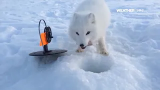 Foxes Steal Guy's Fish