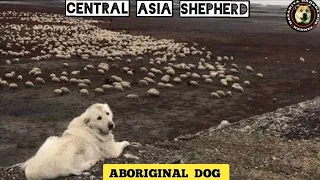 Aboriginal Central Asia Shepherd Dog | Alabai