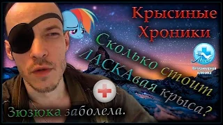 Крысы | Сколько стоит ЛАСКАвая крыса? Зюзюка заболела. (Fancy Rats)