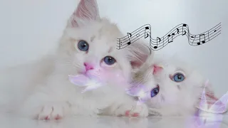 【No Ads】Sweet harp music that cats like🌊Music for cats to relax, listen to the gentle sound of water