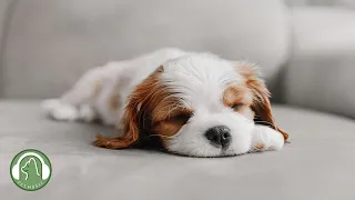 Music that makes dogs comfortable🐶Stress relief music, Sleep music🎵Music that dogs like