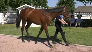 2021 August Yearling Sale - Lot 292 f. CRACKSMAN x SUNLIT WATERS