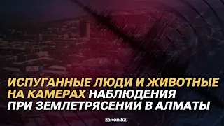 Испуганные люди и животные на камерах наблюдения при землетрясении в Алматы