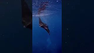 One of my favorite manta mems- watching this one play in bubbles!  #mantaray #ocean #hawaii #manta