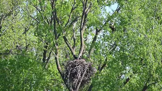 Madison, WI Eagles 5/6/24