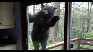 SCARIEST Bear Encounters Caught on Camera in Under 11 Minutes!