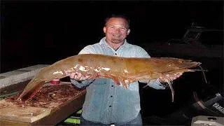 Biggest Shrimp Ever Caught