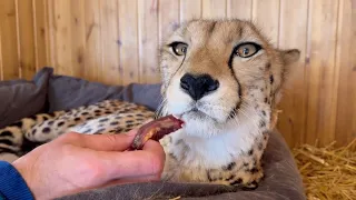 Gerda the cheetah is not feeling well! She refuses to eat and has been lying down all day.