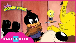 Baby Looney Tunes | Band Together  | Cartoonito