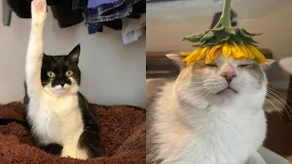 Try Not To Laugh 🤣 New Funny Cats Video 😹 - Just Cats Part 23