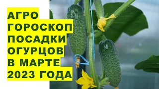 Agrohoroscope for sowing cucumber seeds for seedlings in March 2023. Agrohoroscope of planting ogirk