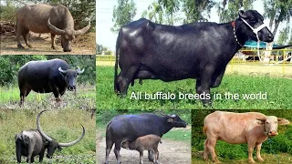 All Buffalo breeds / Complete list of buffalo breeds/ types of buffalo