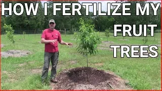 How and when to fertilizing fruit trees