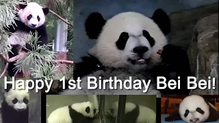 Happy Birthday Bei Bei Panda! Bei Bei's 1st Year 8 22 16