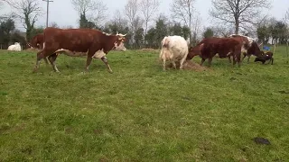 First calf hits the ground as we move into spring regenerative farming