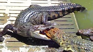 ДРАКА КРОКОДИЛОВ за еду Feeding CROCODILES FIGHT for food