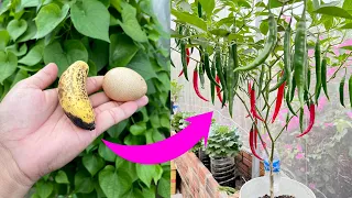 Growing peppers in pots is wrong thanks to this fertilizer-Tips for growing peppers wrong