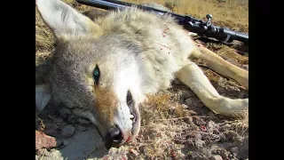 2017 Mule Deer Scouting Trip | 2 Coyotes Killed
