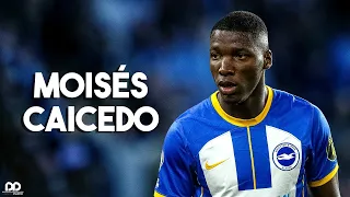 Moises Caicedo 2023 - Complete Midfielder | Skills/Tackles/Goals/Assists