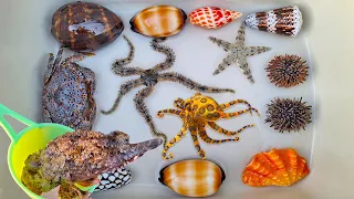 Finding hermit crab and ornamental fish, crab, conch, snail, shell, starfish, sea urchin, stonefish
