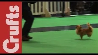 Is this the trickiest Chihuahua in the world at Crufts!?!?