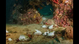 Argonaut Octopus, also known as Paper Nautiluses are actually not true Octopuses