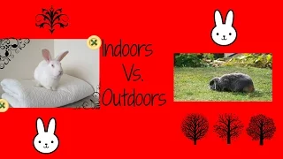 Indoors Vs. Outdoors~ Rabbit Housing