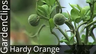 Hardy Orange - Poncirus trifoliata - All about Poncirus