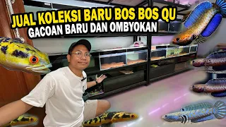 JUAL CHANNA KOLEKSI BARU DAN BABY CHANNA BARU DI GALERI BOS BOS QU??