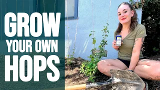 How to Plant and Grow Your Own Hops (for Beer, Tea, or just Decoration)