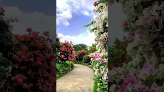 Most Beautiful Garden Tour #shorts