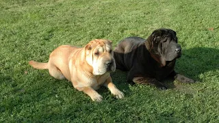 How to Manage Separation Anxiety in Chinese Shar-Pei Dogs