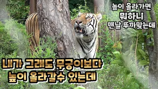 (4K)그래도 월급루팡은 되기 싫어서 뒤늦게 열일하는 태범이  - 백두대간수목원 / 한국호랑이 / 호랑이숲