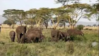 Tropical Trails Safari to Serengeti, Ngorongoro Crater, and Lake Manyara National Parks