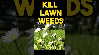 Best way to kill lawn weeds without chemicals #lawncare